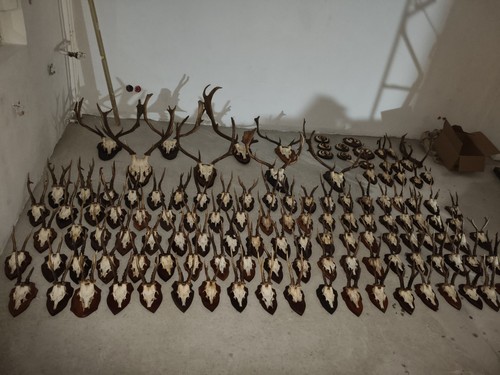 Rehgeweihe geweihsammlung - rehgeweihe,