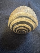 Versteinerung, Ammonit