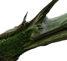 Terrarium Wurzelstück o