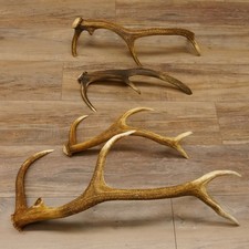 4 Stück Rothirsch Stangen Stange für Bastler kleine Spitzen