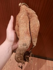 Kedrostis africana XXL MIT