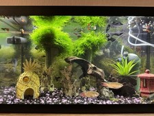 Schön gepflegtes Aquarium mit 60 L!