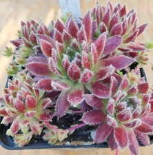 Sempervivum strawberry ice - "strawberry,