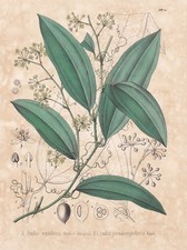 Stechwinde sarsaparilla smilax - sarsaparilla,