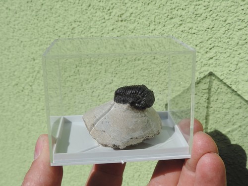 Schöner trilobit gerastos - schöner,