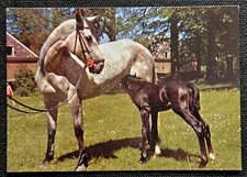 Pferdepostkarte, AK Pferde