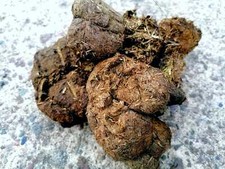 Pferdedung Äpfel abgelagert