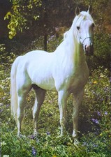 Pferdepostkarte Marbacher