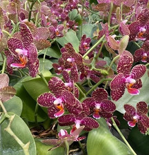 Taiwan Orchidee Phalaenopsis