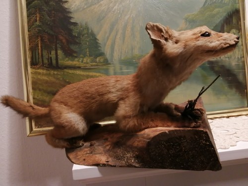 Jung fuchs tierpräparat fox - tierpräparat,
