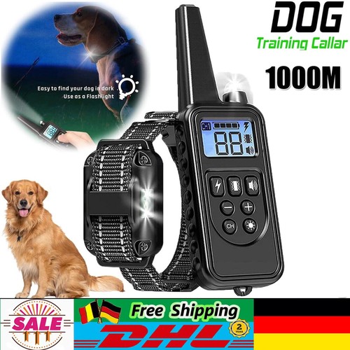 1000m hund ausbildung - hund,