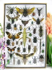 Einzelstück - echte exotische