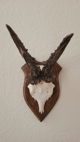 Geweih klein zum aufhängen - klein,