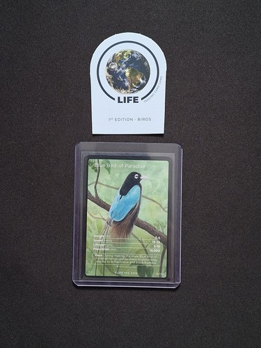 Blue bird paradise - of,
