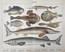 antike Grafik Fauna: Fische