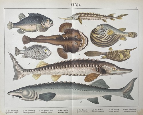 Antike grafik fauna - grafik, fauna: