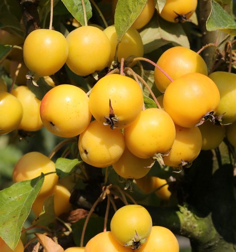Zierapfel golden hornet - zierapfel,