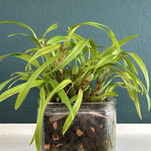 Maxillaria variabilis - , 1
