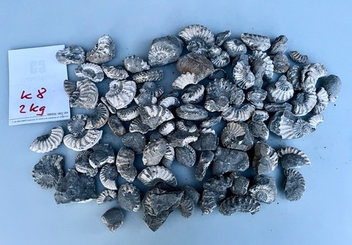 Ammoniten pleuroceras - 2,