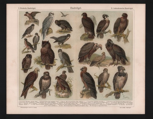 Chromo lithografie 1909 - chromo-lithografie,