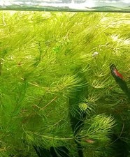 Hornkraut / Hornblatt Ceratophyllum Foxtail  Pflanze Aquarium