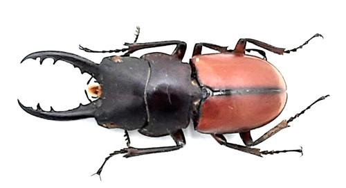 Lucanidae prosopocoilus - lucanidae,,