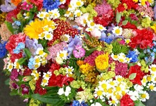 Bienenweid Samen Blumenwiese Bienen Schmetterling Mischung Mix Wildblumen Balkon