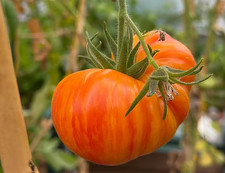 Tomatensamen (7+Samen);  USA Sorte "Lithium Sunset" , aus 2025