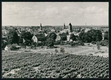 Foto AK - Zielona Góra Grünberg - Lubuskie Polen - Ort Weinberge Weinbaugebiet