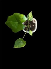 Alocasia Macrorrhiza Aurea