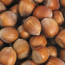 Haselnuss 2L - Mehrstämmiger