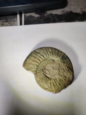 Fossilien unpräparierte Ammonite vom Steinbruch Kromer, Nähe Holzmaden