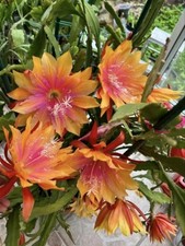 Epiphyllum "Clarity's Happy