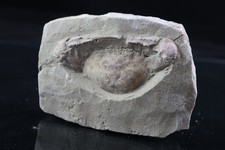 Unpräparierte Charybdis