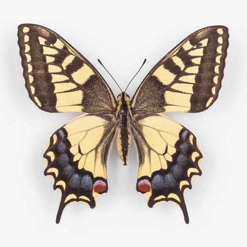 Papilio machaon ruettimanni - papilio,
