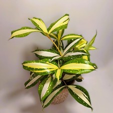 Dracaena surculosa Milky Way