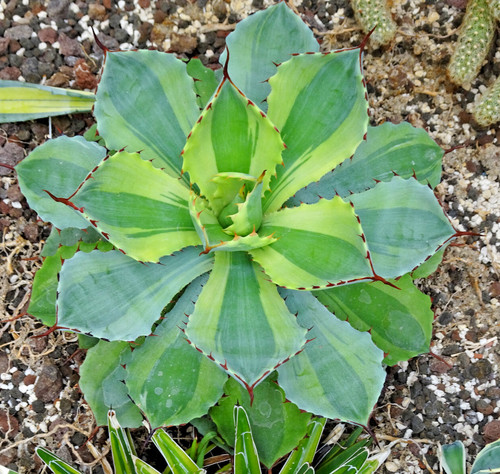 Kakteen kaktus agave - –,