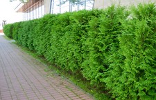 30st thuja brabant 100cm - thuja, 80-100cm