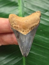 5,2 cm blauer Zahn des