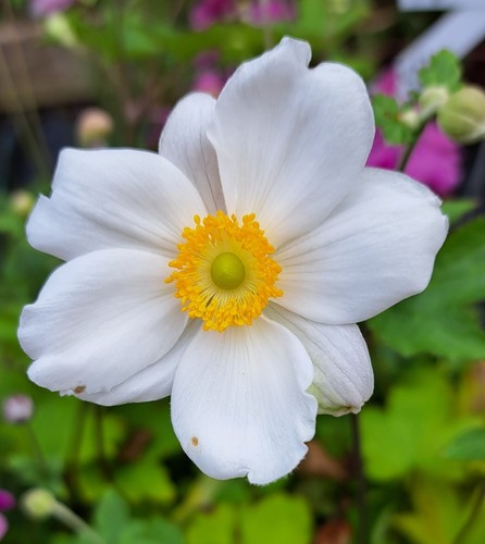 Anemone honorine jobert - anemone,