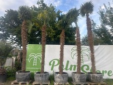 PALME TRACHYCARPUS FORTUNEI