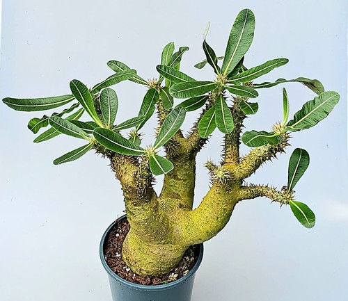 Seletene große pachypodium - seletene,