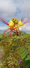 Caesalpinia gilliesii . Erythrostemon 10 Seeds Desert Bird Of Paradise
