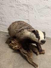 Dachs - Tierpräparat -