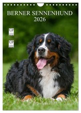 Berner Sennenhund 2026