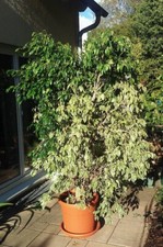 Prächtige, liebevoll