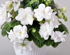 Usambaraveilchen Jungpflanze DS - Newesta