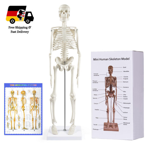 Menschliches skelett modell - menschliches, 45