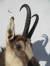 Gamsbock Präparat Tierpräparat Gams Gämse Gamskrickerl Trophäe Geweih