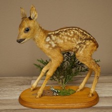 Rehkitz präparat stehend - präparat,